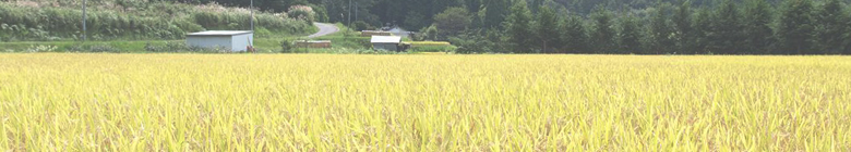 岐阜県知事認定 ぎふクリーン農業　恵那産特別栽培米 こしひかり