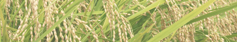 岐阜県知事認定 ぎふクリーン農業　恵那産特別栽培米 こしひかり
